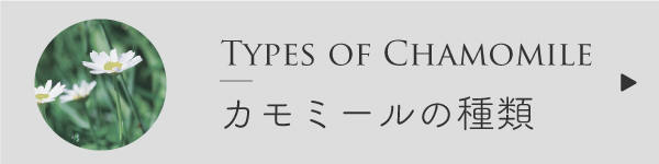 カモミールの種類比較