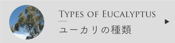 ユーカリの種類比較