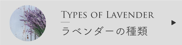 ラベンダーの種類比較
