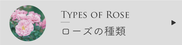 ローズの種類比較