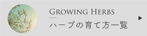各ハーブの育て方