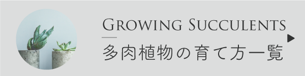 多肉植物の育て方一覧