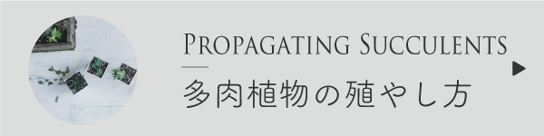 多肉植物の殖やし方