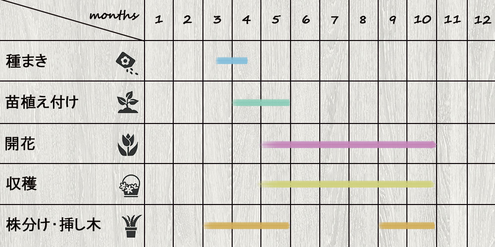 schedule_anisehyssop