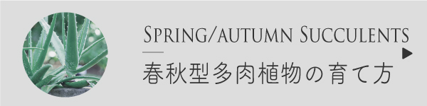 春秋型多肉植物の育て方