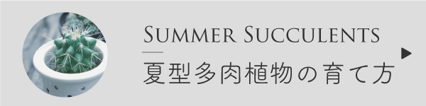 夏型多肉植物の育て方