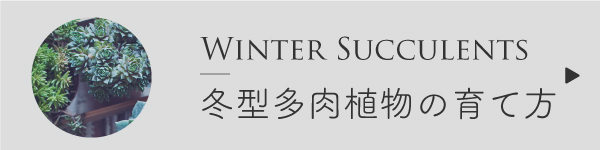 冬型多肉植物の育て方
