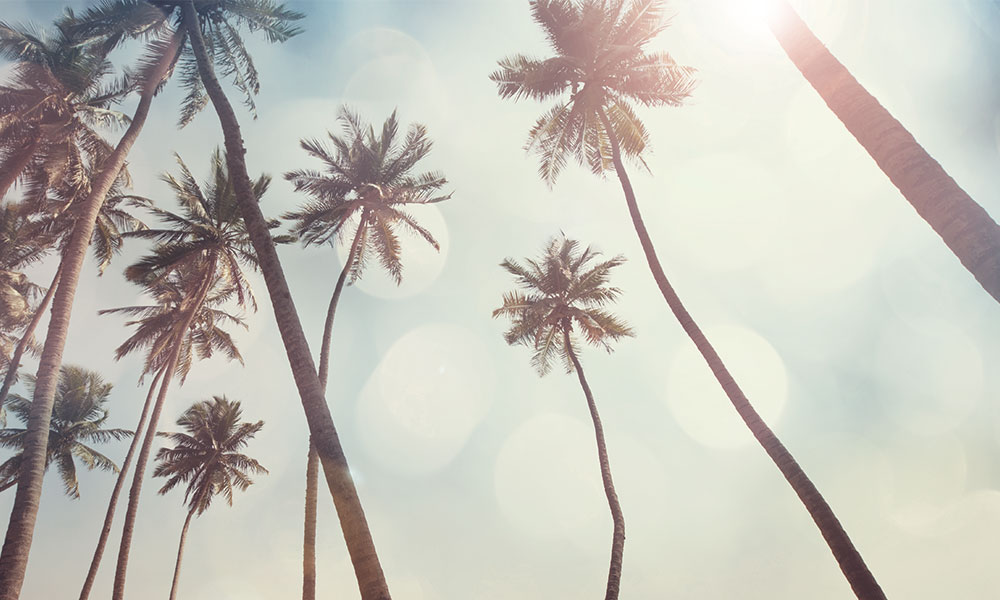 パームワックス