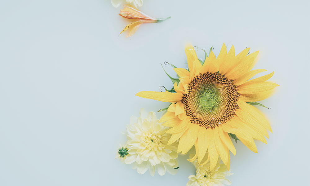 ヒマワリワックス