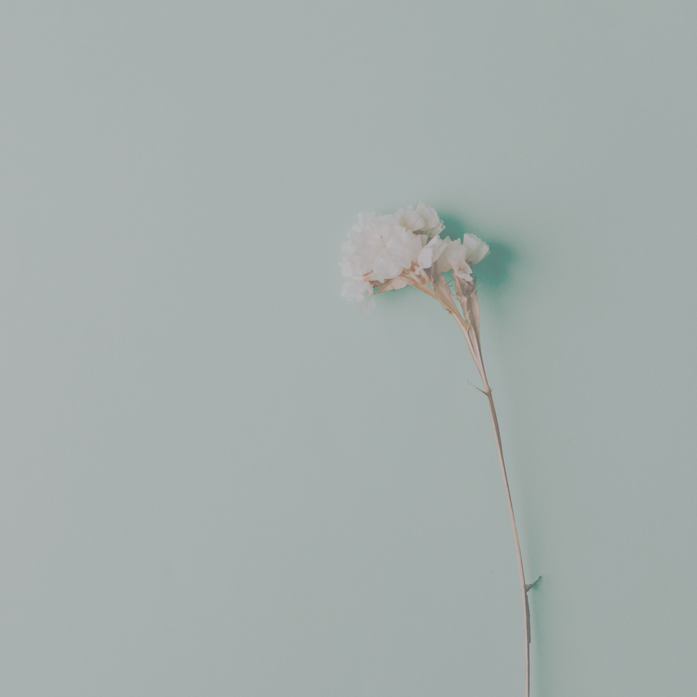 Symbolic meanings of flowers and seasonal floral wisdom