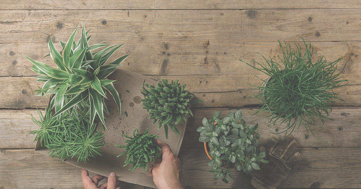 ハーブの育て方と種類一覧 家庭菜園・室内栽培ガイド