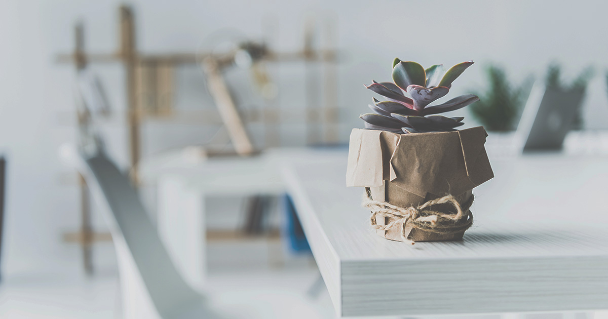 多肉植物の育て方と種類一覧 初心者向け栽培ガイド
